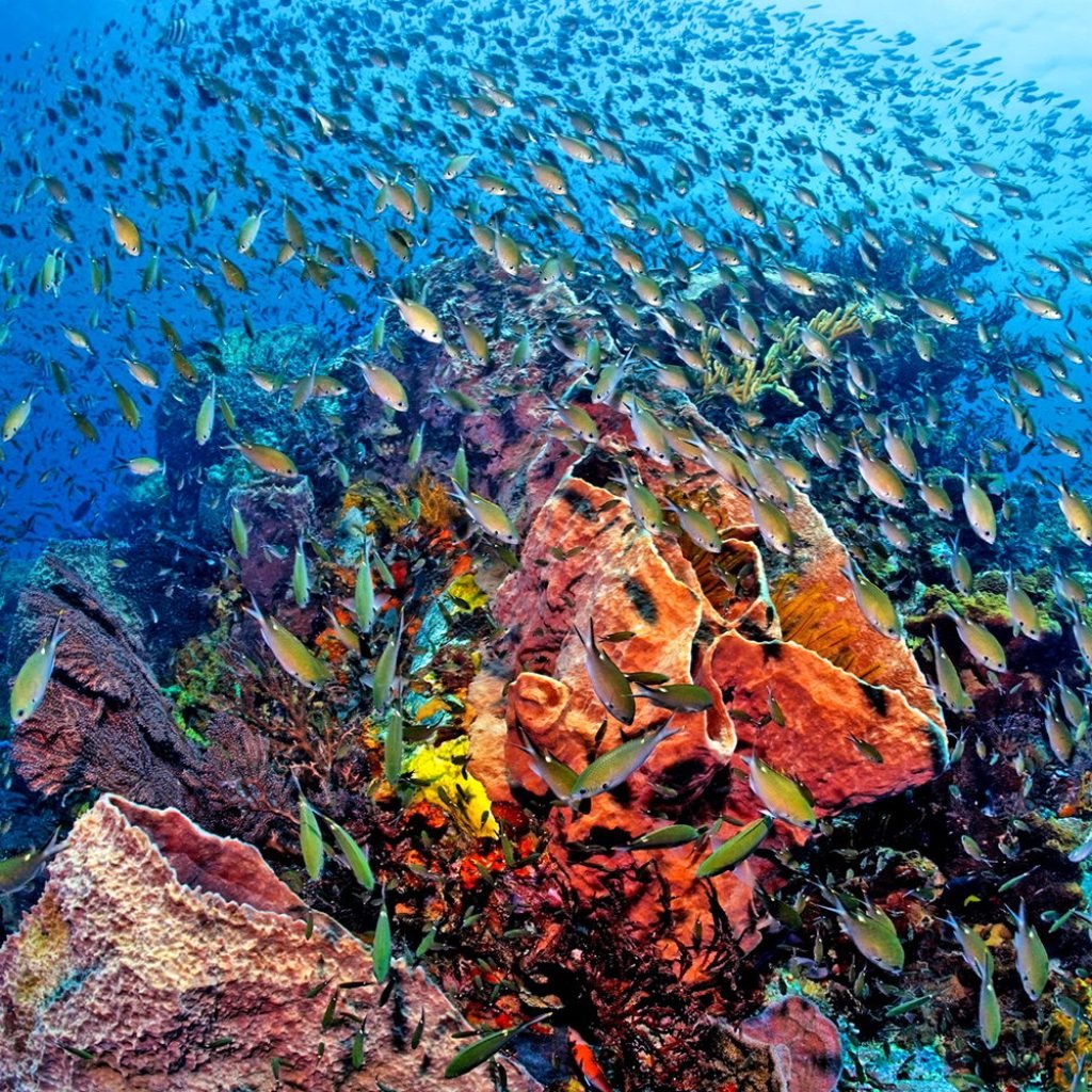 depuis Phuket 1 JOUR – ÎLES SIMILAN (4 ÎLES) TRANSFERT REPAS ASSURRANCE INCLUS