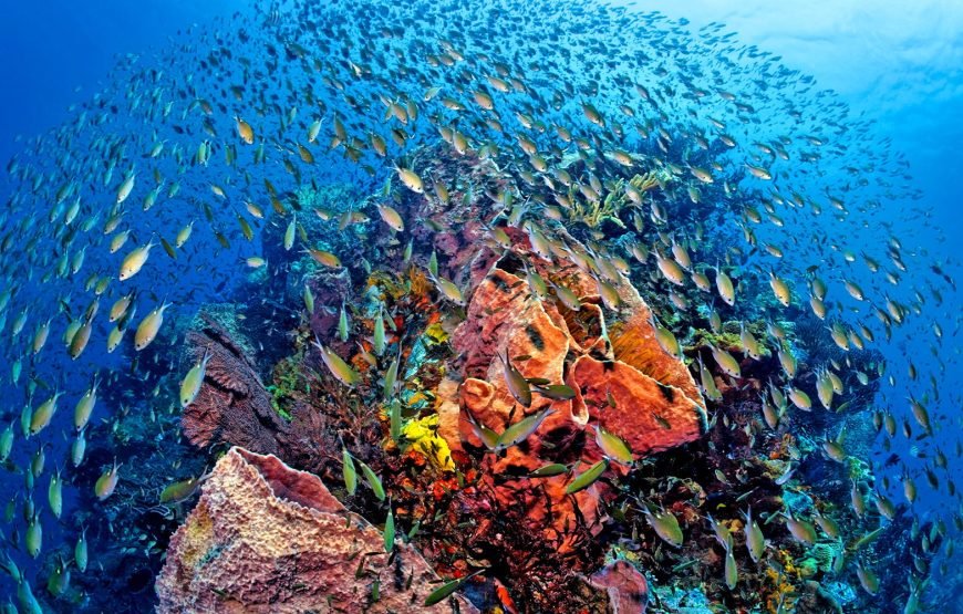 depuis Phuket 1 JOUR – ÎLES SIMILAN (4 ÎLES) TRANSFERT REPAS ASSURRANCE INCLUS