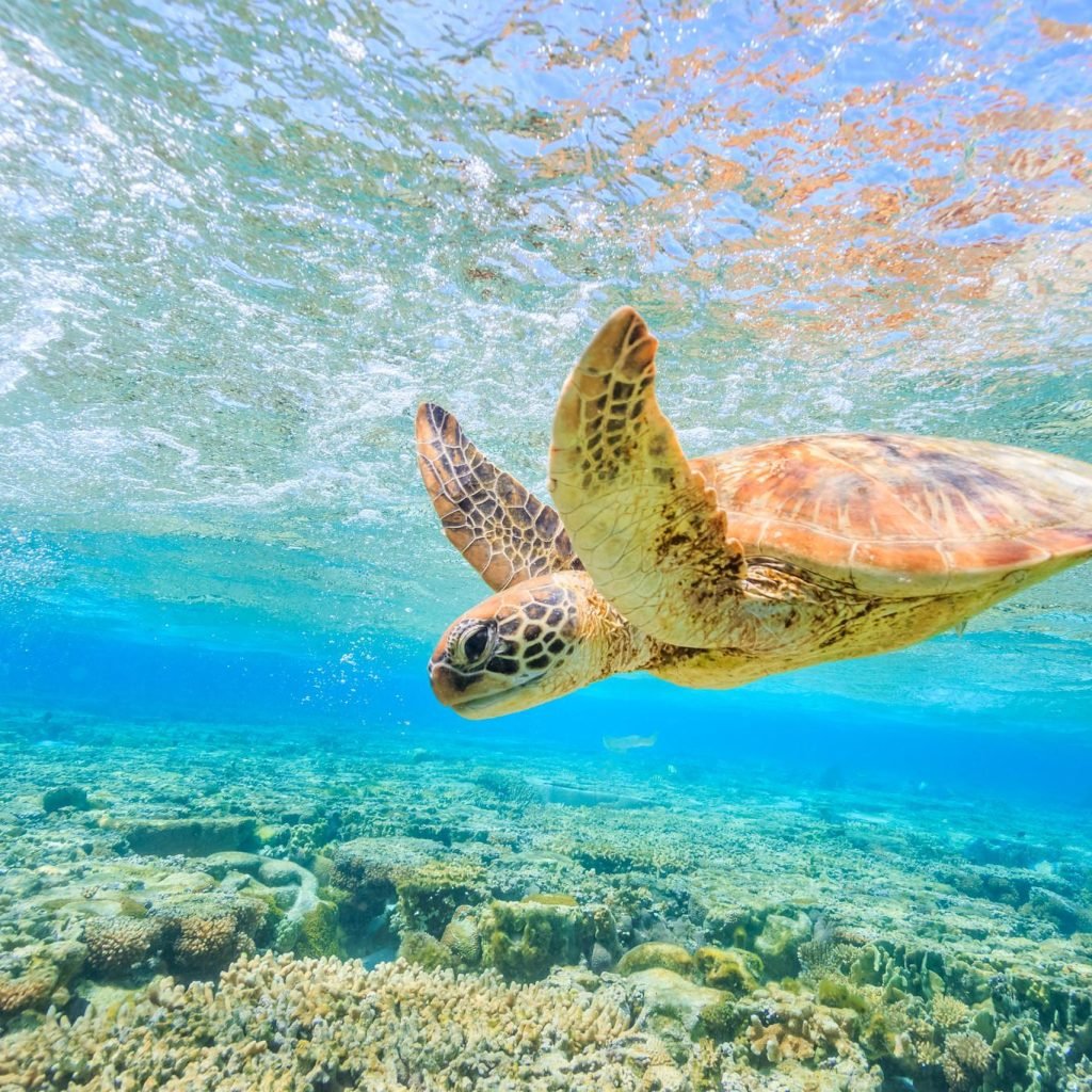 depuis Phuket 1 JOUR – ÎLES SIMILAN (4 ÎLES) TRANSFERT REPAS ASSURRANCE INCLUS