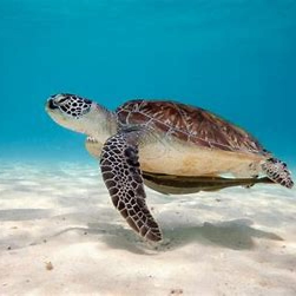 depuis Phuket 1 JOUR – ÎLES SIMILAN (4 ÎLES) TRANSFERT REPAS ASSURRANCE INCLUS