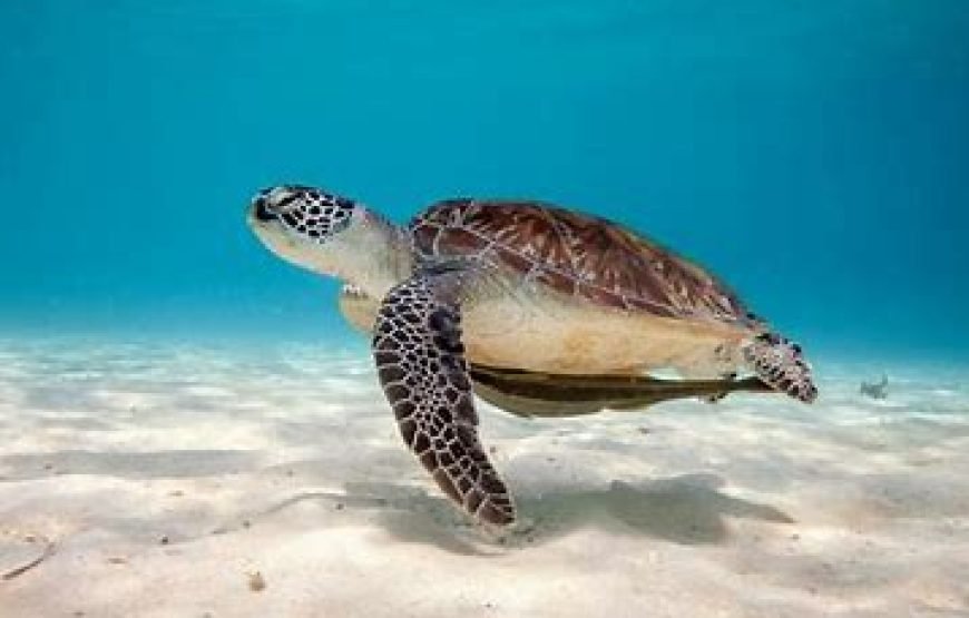 depuis Phuket 1 JOUR – ÎLES SIMILAN (4 ÎLES) TRANSFERT REPAS ASSURRANCE INCLUS