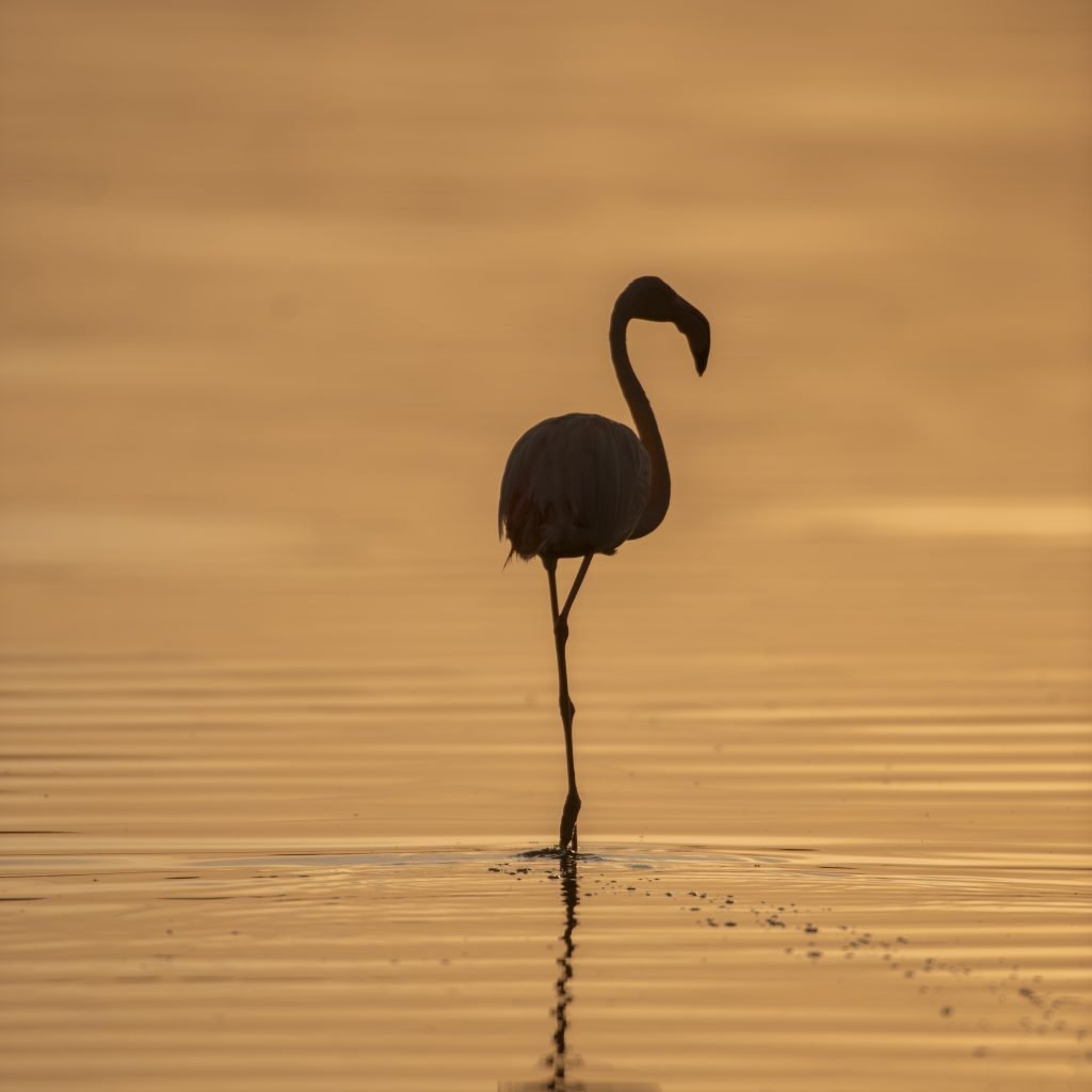 3 Days Serengeti & Ngorongoro Fly-in Safari from Zanzibar Island