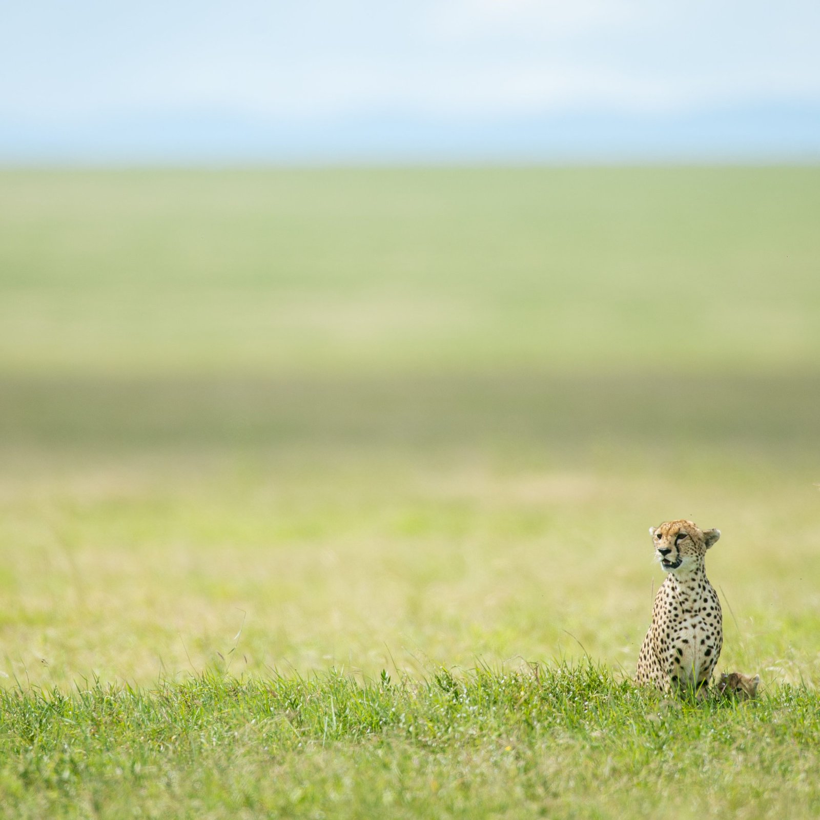 Day 1: Fly from Zanzibar to Serengeti National Park