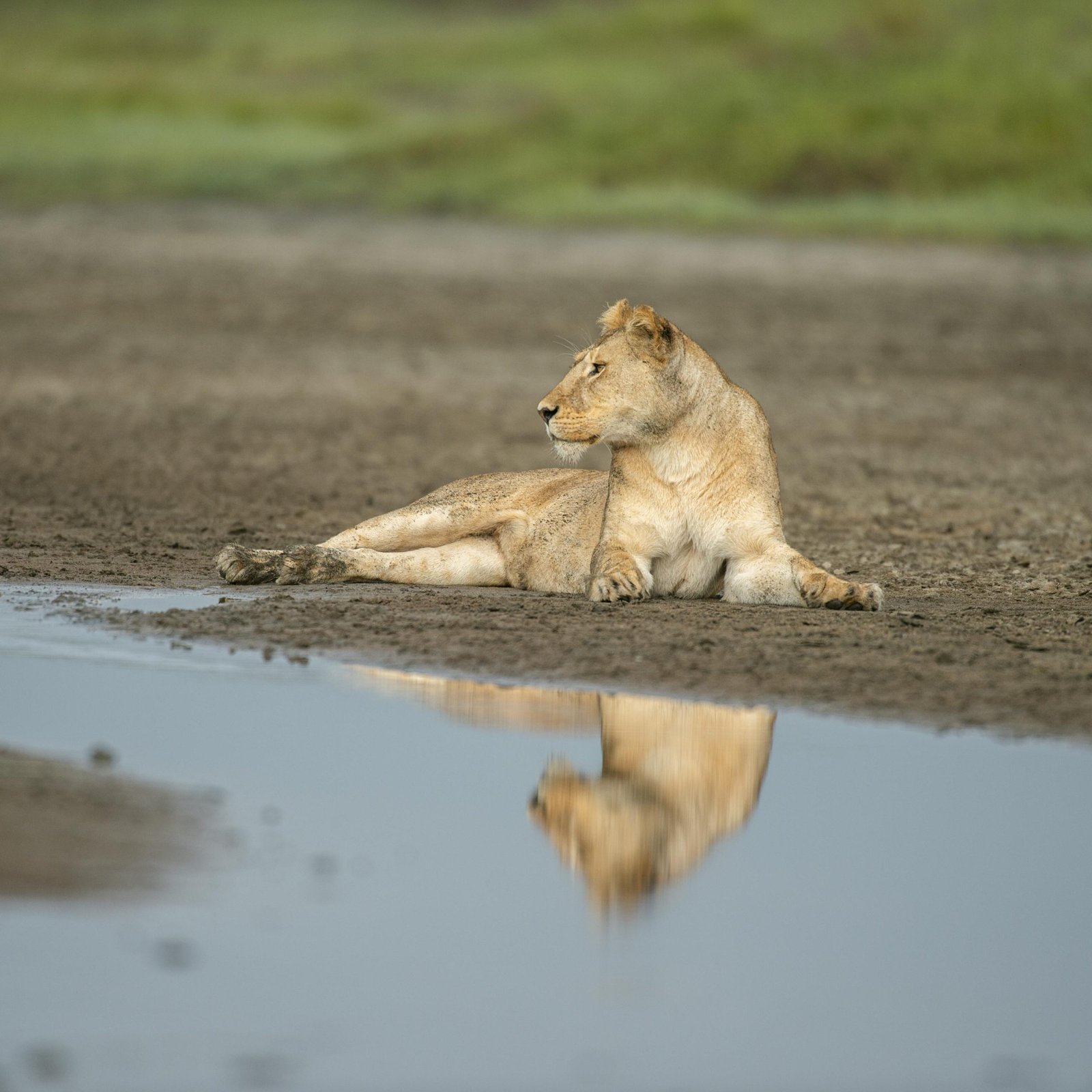 📍 Day 4: Full-Day Game Drive in Serengeti – Overnight at Land of Nature 