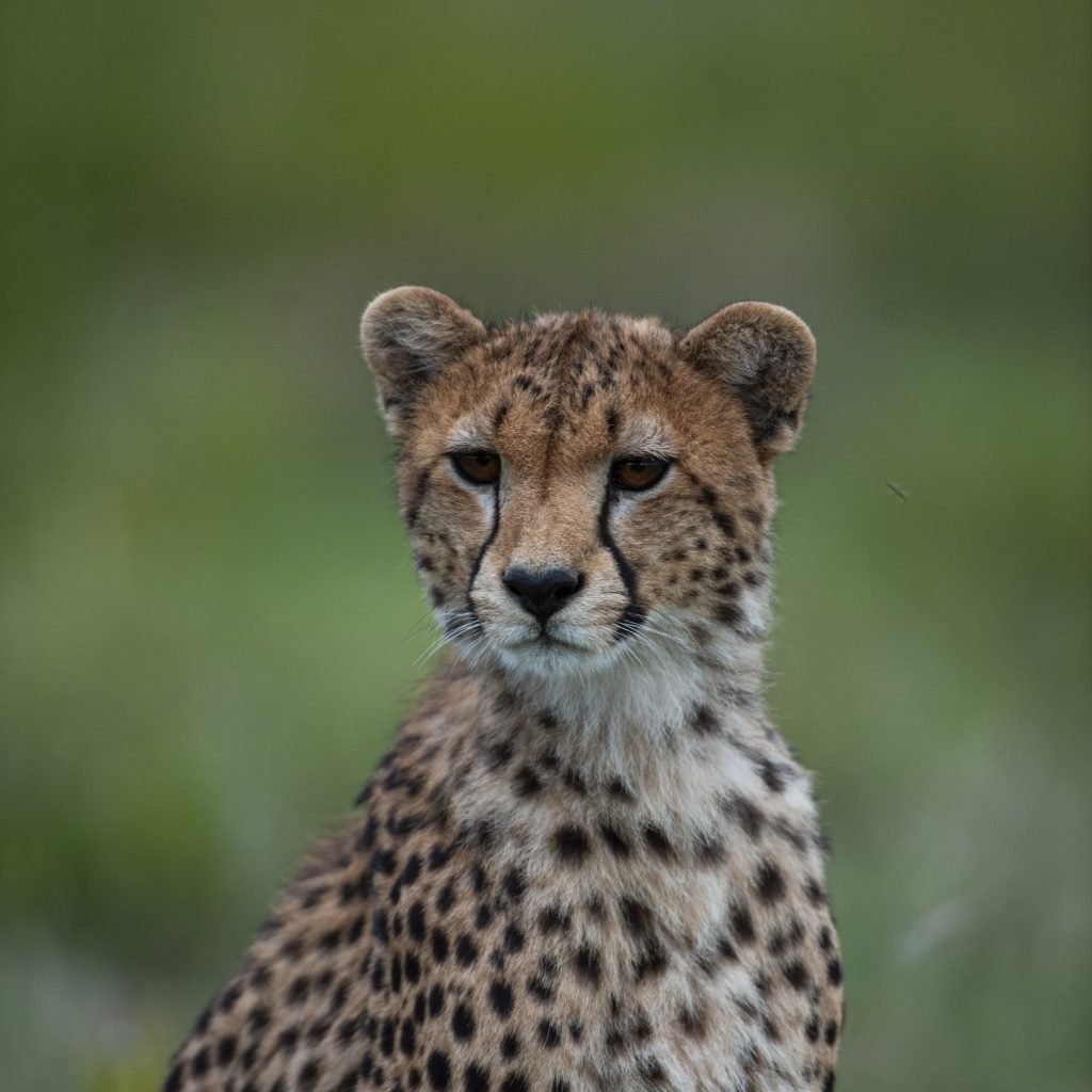 10 Days Tanzania Bush to Beach Safari