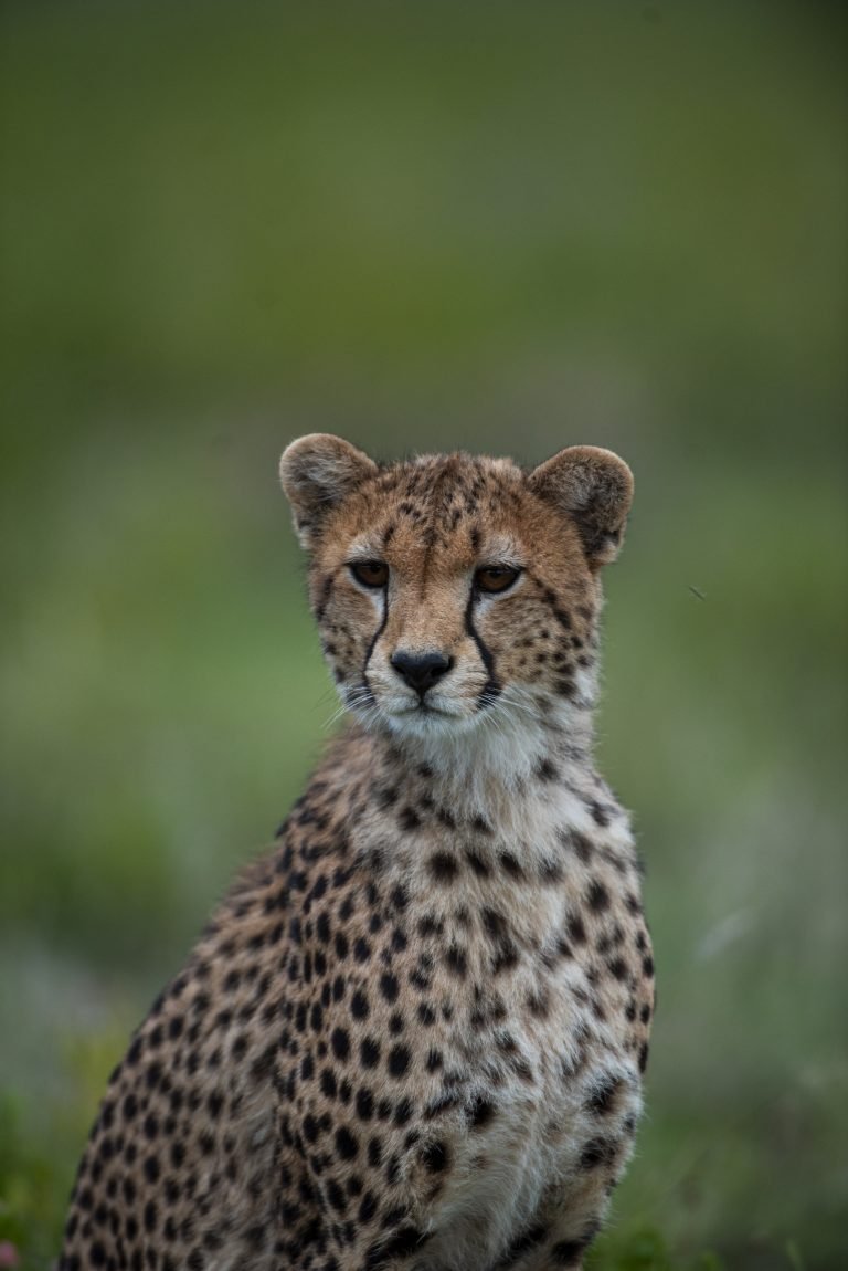 10 Days Tanzania Bush to Beach Safari
