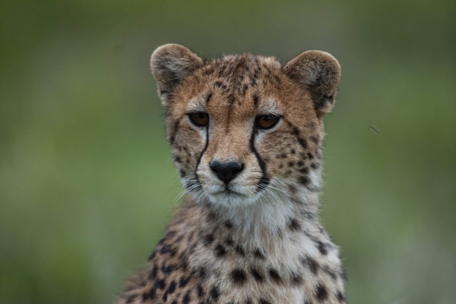 10 Days Tanzania Bush to Beach Safari