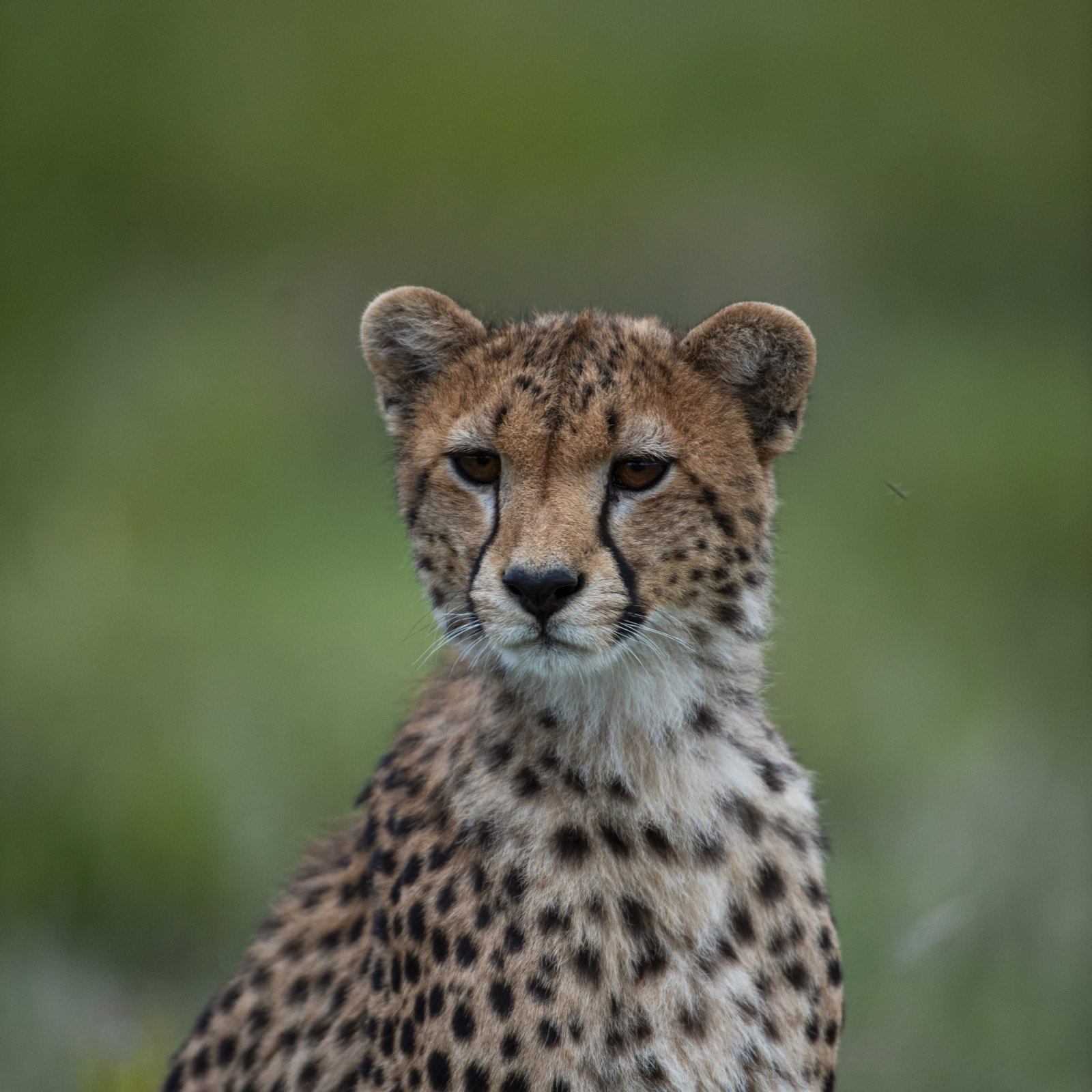 Day 4: Full Day in South Serengeti (Ndutu)