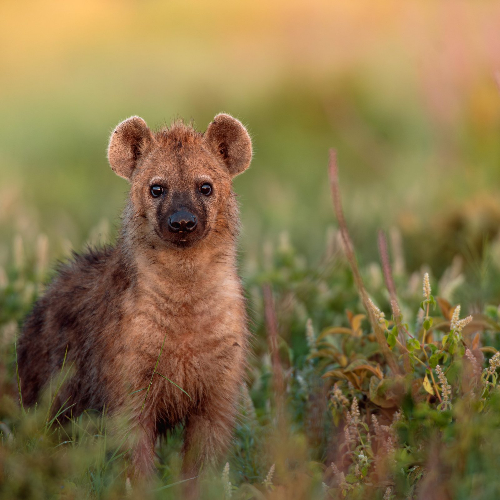 Day 1: Arrival in Arusha – Welcome to Tanzania
