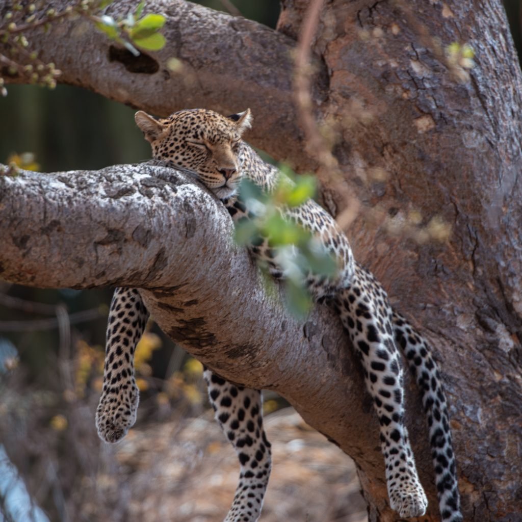 3 Days Serengeti & Ngorongoro Fly-in Safari from Zanzibar Island