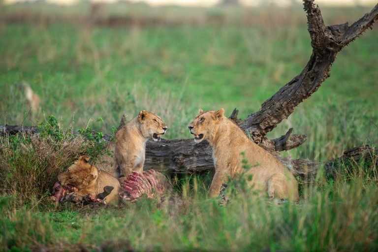 6 Days Calving Season Safari Tanzania