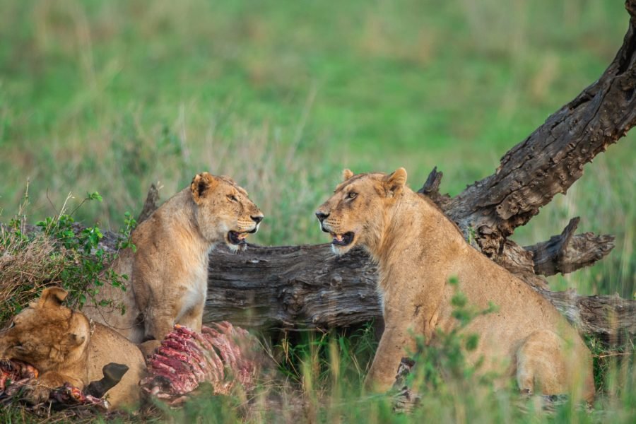 6 Days Calving Season Safari Tanzania