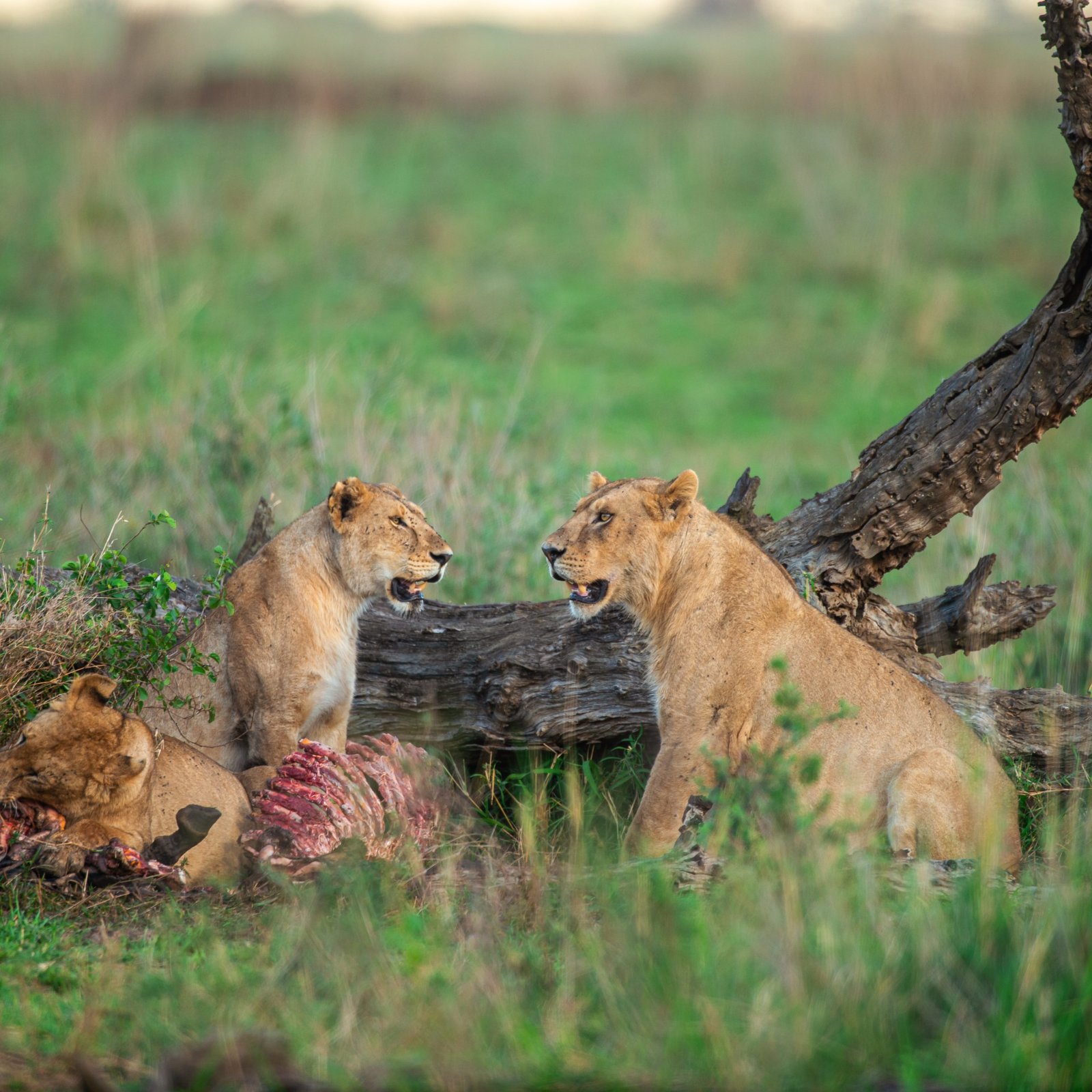 Day 3: Tarangire → South Serengeti (Ndutu Region)