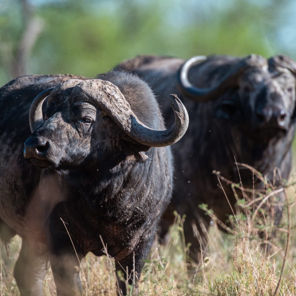 3 Days Serengeti & Ngorongoro Fly-in Safari from Zanzibar Island