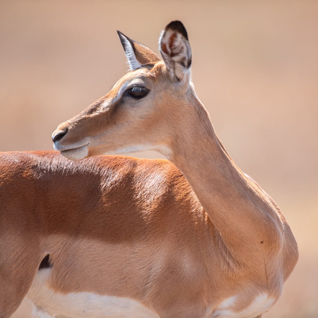 3 Days Serengeti & Ngorongoro Fly-in Safari from Zanzibar Island