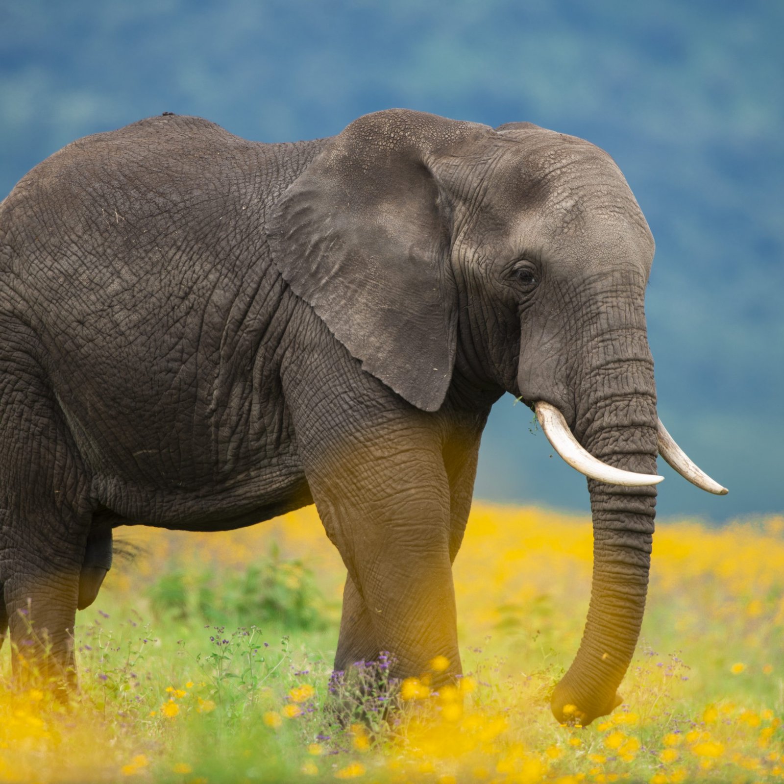 Day 5: Ndutu → Ngorongoro Crater