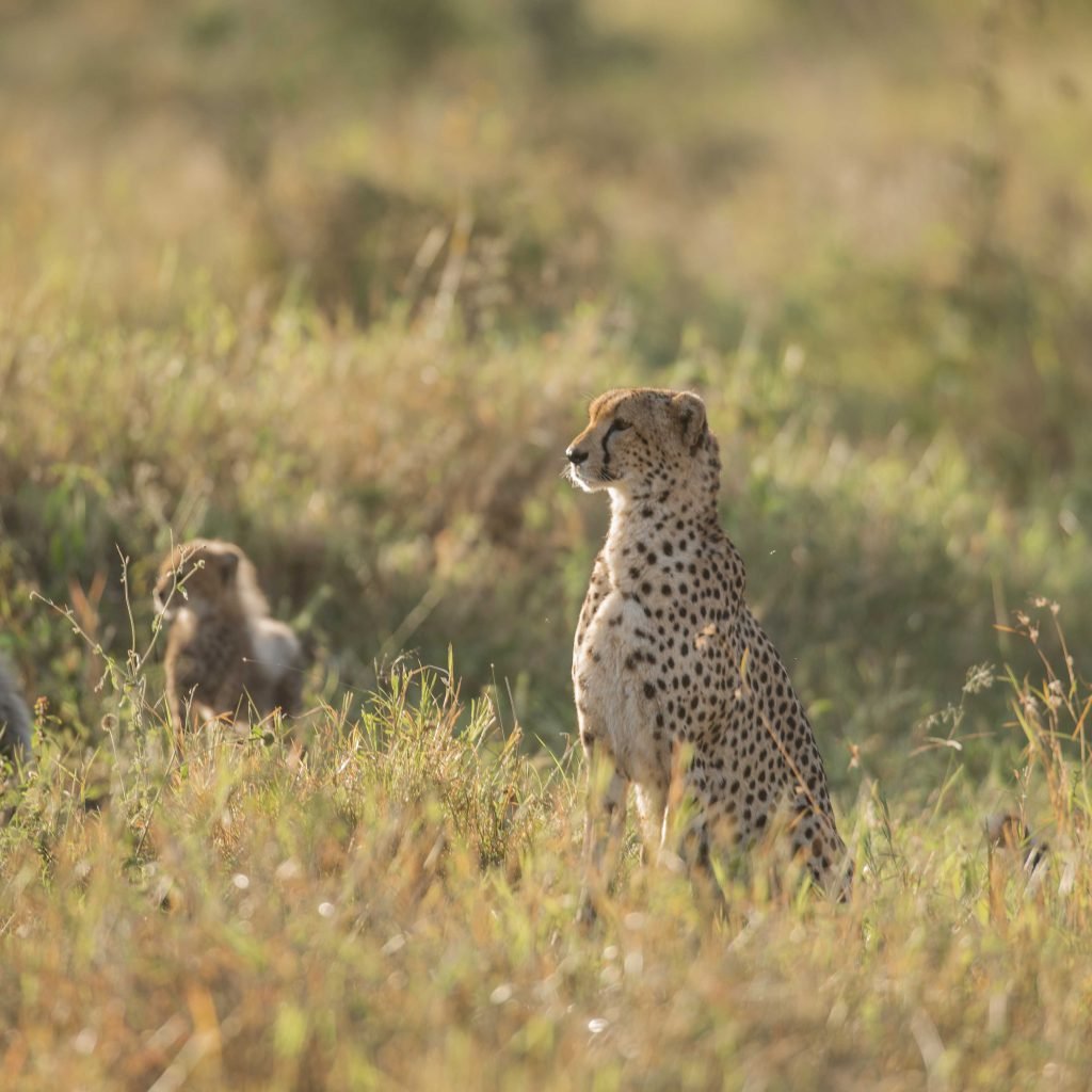 6 Days Calving Season Safari Tanzania