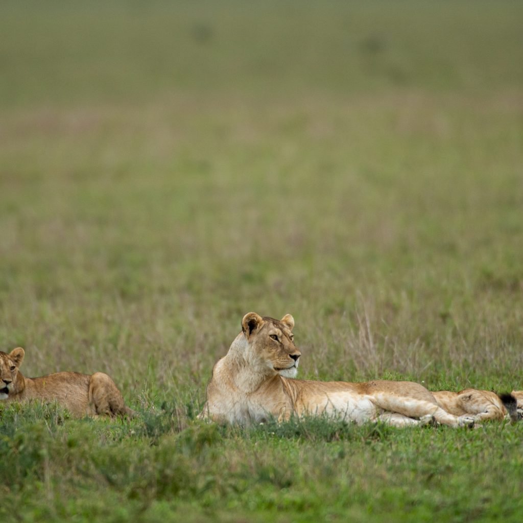 3 Days Serengeti & Ngorongoro Fly-in Safari from Zanzibar Island