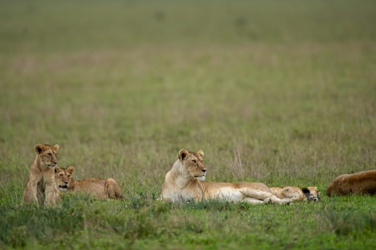 3 Days Serengeti & Ngorongoro Fly-in Safari from Zanzibar Island