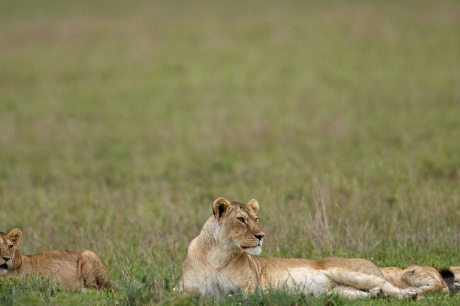 3 Days Serengeti & Ngorongoro Fly-in Safari from Zanzibar Island