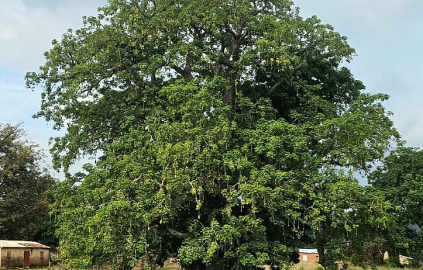 VODOUN DAYS : BENIN