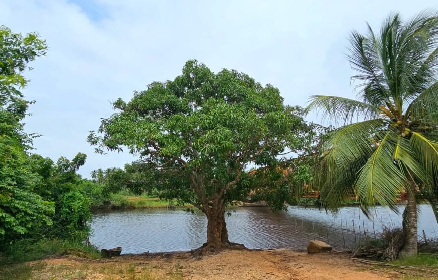 VODOUN DAYS : BENIN